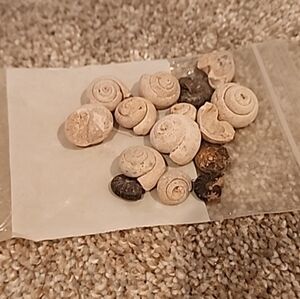 Gastropod Fossils